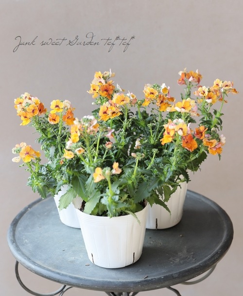 ɺͥ᥷󥵥ץ饹إȥ륪󥸡١