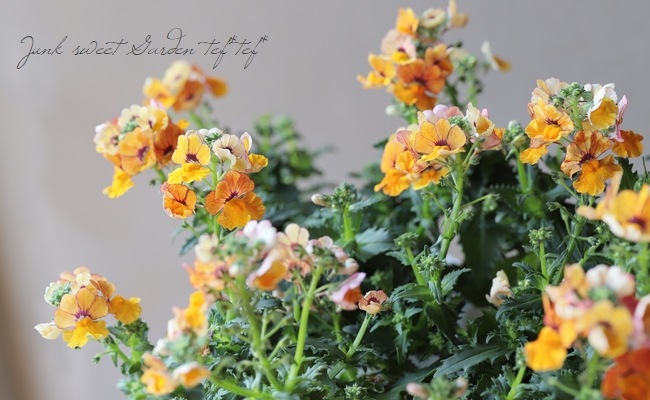 ɺͥ᥷󥵥ץ饹إȥ륪󥸡١