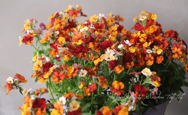 ɺͥ᥷󥵥ץ饹إȥ륪󥸡١