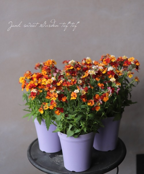 ɺͥ᥷󥵥ץ饹إȥ륪󥸡١