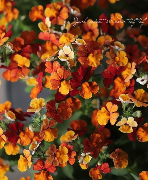 ɺͥ᥷󥵥ץ饹إȥ륪󥸡١