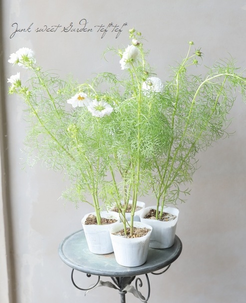 【完売御礼】【匿名配送】 2 苗 コスモス ダブルクリック スノーパフ 大きめ苗 完売御礼】【匿名配送】 2 苗 コスモス ダブルクリック