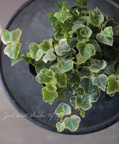 �إǥ顡�إۥ磻�ȥ�����2�١�����