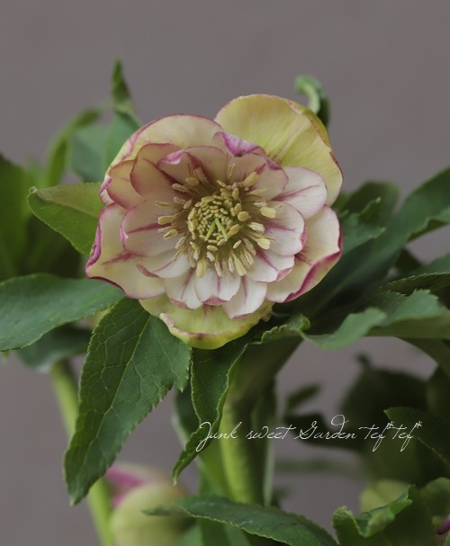 クリスマスローズ 静岡県 杉光園芸 杉山交配 ダブルイエロ ピコティ No 1 すべての商品 Junk Sweet Garden Tef Tef