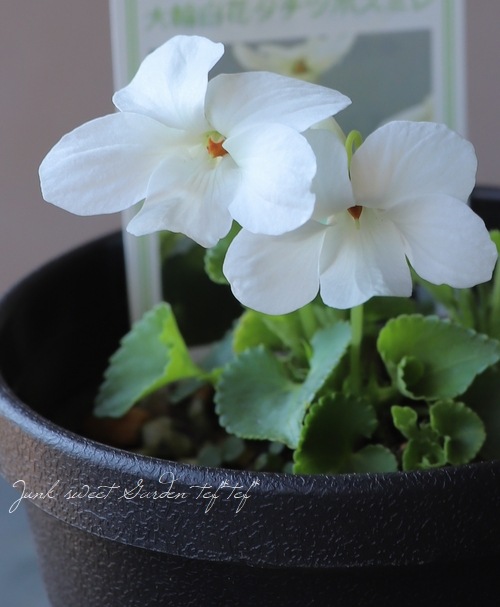 大輪白花 『タチツボスミレ』 | すべての商品 | | Junk sweet Garden