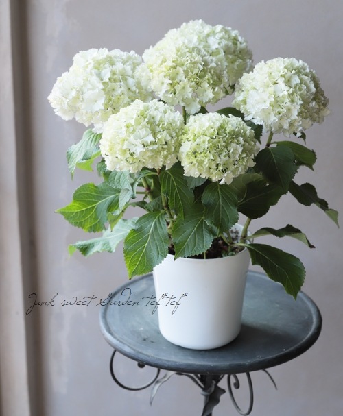 �������ץ�ߥ�����۲� �إۥ磻�ȥ쥪���