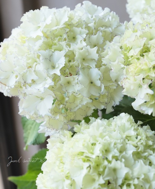 �������ץ�ߥ�����۲� �إۥ磻�ȥ쥪���