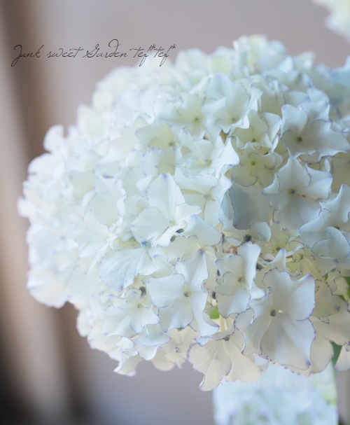 �������ץ�ߥ�����۲� �إۥ磻�ȥ쥪���