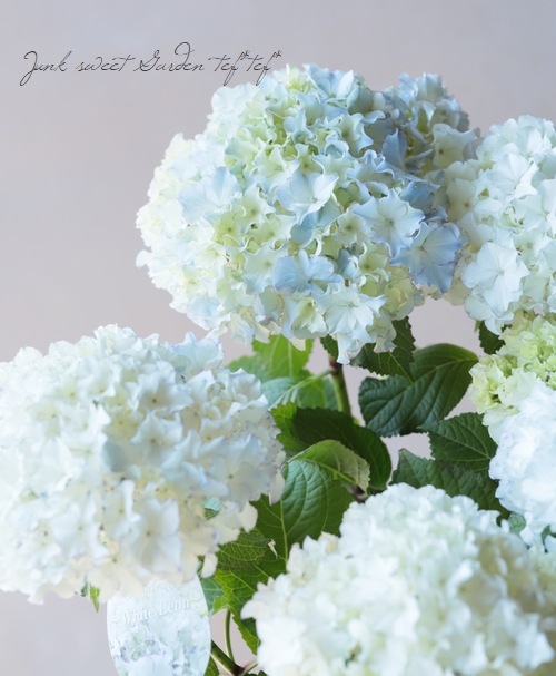 �������ץ�ߥ�����۲� �إۥ磻�ȥ쥪���