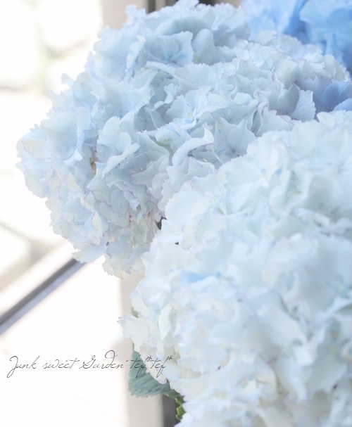 �������ץ�ߥ�����۲� �إۥ磻�ȥ쥪���