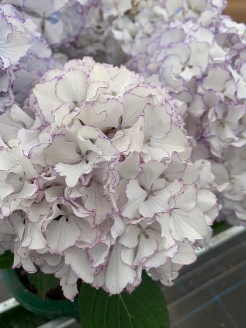 �������ץ�ߥ�����۲� �إۥ磻�ȥ쥪���