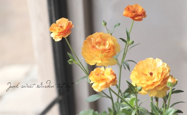 ラナンキュラス ラックスシリーズ 『ミネルバ』綾園芸さん育種