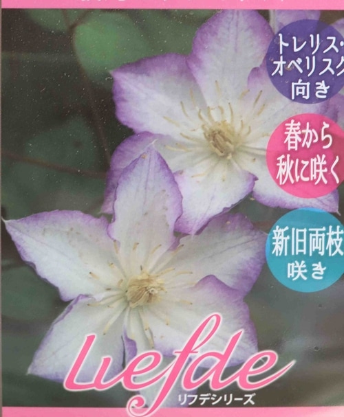 クレマチス 『ラッキーチャーム』 新旧両枝咲き | すべての商品