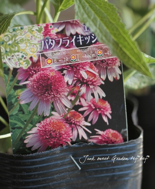 花 八重咲きエキナセア 『バタフライキッス』 植えっぱなしOK! | すべての