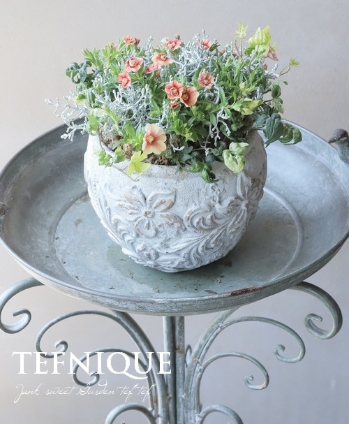 天然、菜の花の強化苗５０株セット＋プティ粗品＋全国匿名送料無料、同梱可能です☘ 随時お届け】 母の日の寄せ植えプチギフト 【C】 先行割引価格