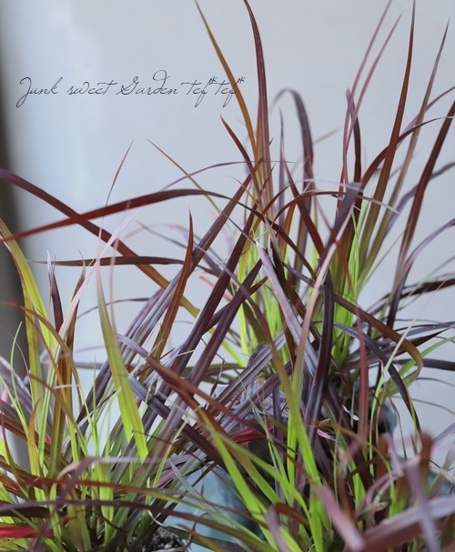 特大ペニセツム  セタケウム ☆パープルファウンテン☆入荷しました♪ 20210831142049_7.jpg