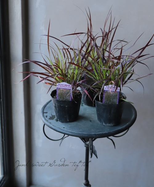 ペニセタム 『パープルファウンテングラス』 | すべての商品