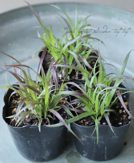 特大ペニセツム  セタケウム ☆パープルファウンテン☆入荷しました♪ 楽天市場】【期間限定P5倍＆MAX10％OFFクーポン】ペニセツム