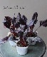 ꡼եӡȡإ֥륹֥åɡ١Ƽե㡼ɡեڡ