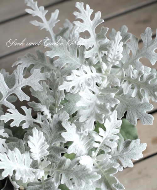 �����ƥ��ߥ顼���������������إ���С������ȡ�