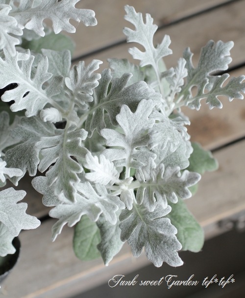 �����ƥ��ߥ顼���������������إ���С������ȡ�