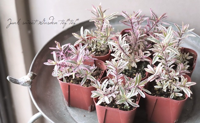 ������ء��١��إϡ��ȥ֥쥤������