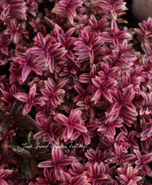 ������ء��١��إϡ��ȥ֥쥤������