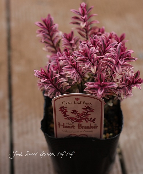 ������ء��١��إϡ��ȥ֥쥤������