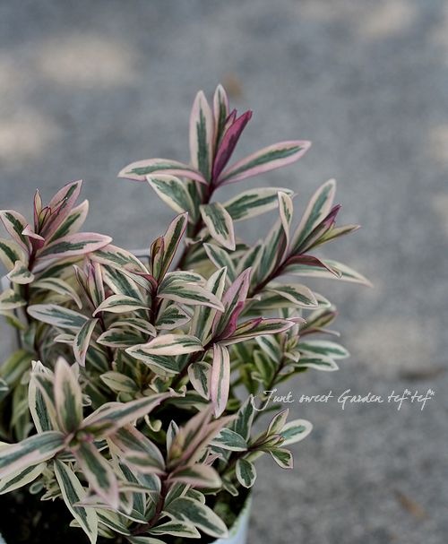 ������ء��١��إϡ��ȥ֥쥤������