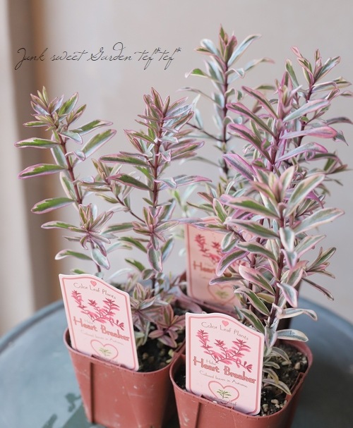 ������ء��١��إϡ��ȥ֥쥤������