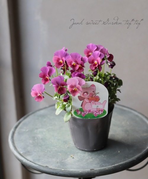 ���ߤ�ȥӥ��顡�إԡ������ɡ١إ����꡼���ɡ١��Ѥ��餭�ڥ磻���