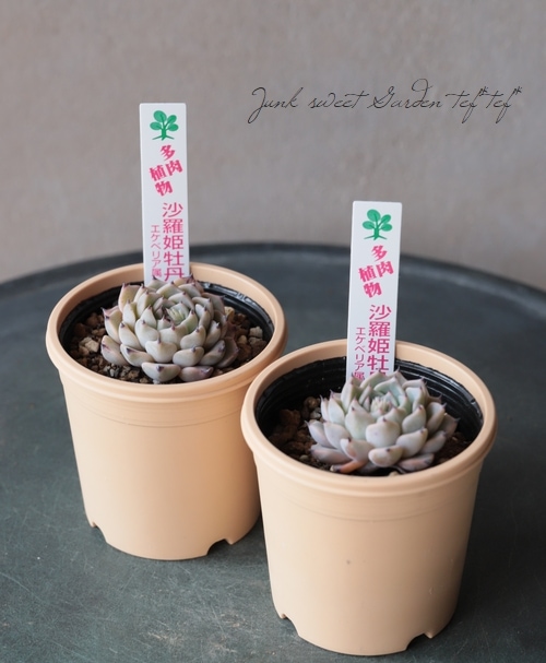 多肉植物】 『沙羅姫牡丹』 エケベリア属 | すべての商品 | | Junk