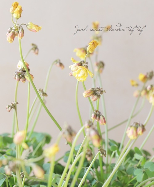 八重咲き黄花オキザリス | すべての商品 | | Junk sweet Garden tef*tef*