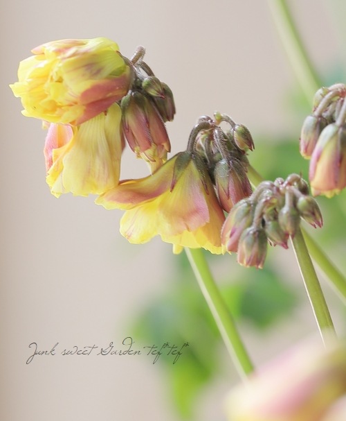 八重咲き黄花オキザリス | すべての商品 | | Junk sweet Garden tef*tef*
