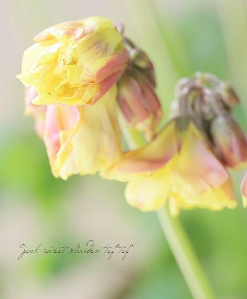 八重咲き黄花オキザリス | すべての商品 | | Junk sweet Garden tef*tef*