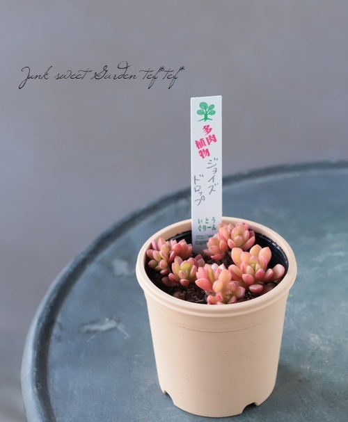 多肉植物】 『ジョイズドロップ 』 セデベリア属 いとうぐりーん