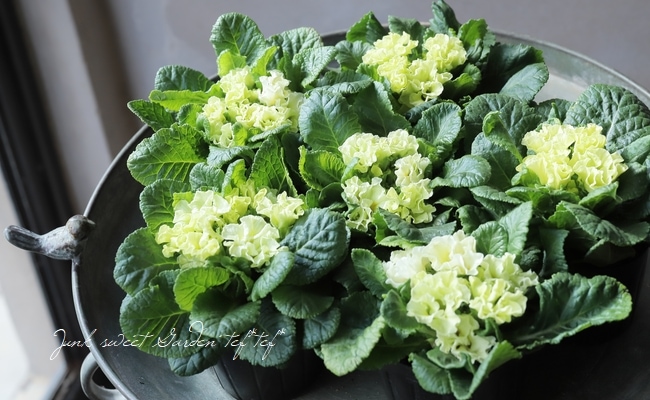 八重咲きプリムラ 『クリアグリーン』 | すべての商品 | | Junk sweet