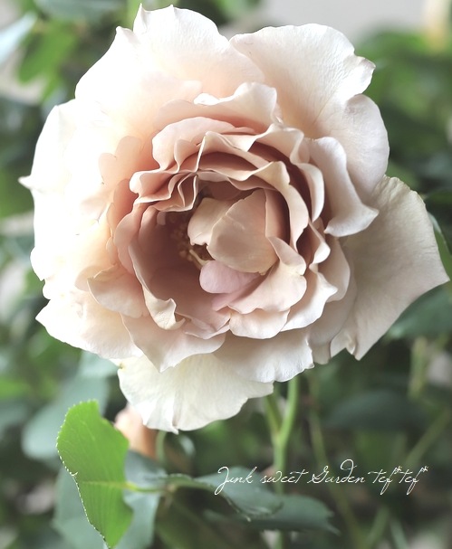 ����ƥ��������å��Х� CL �ؤĤ른��ꥢ��