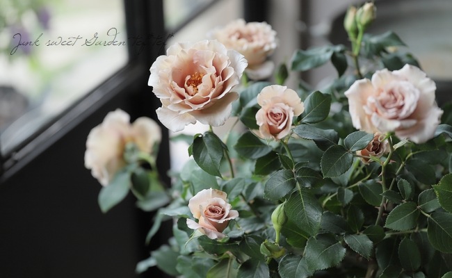 ドイリー1283❤️クラシック調 華麗なツル薔薇のドイリー✨大判52×38cm ドイリー1283❤️クラシック調 華麗なツル薔薇のドイリー✨大判52×38cm