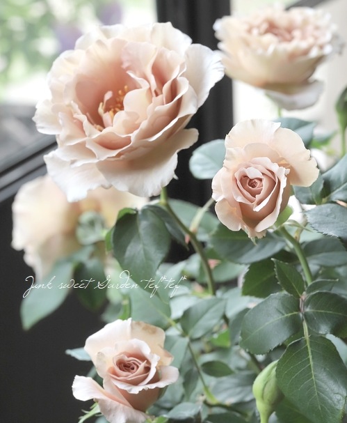 「Judy」 バラ苗　つるバラ　レア HanXia♡ Rose Judy」 バラ苗 つるバラ レア HanXia♡ Rose ☆美晴☆様専用」 バラ苗