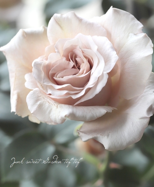 アンティーク　花卉アールヌーヴォー「薔薇」　薔薇蔓(鉄製) アンティーク 花卉アールヌーヴォー「薔薇」 薔薇蔓(鉄製) バラ
