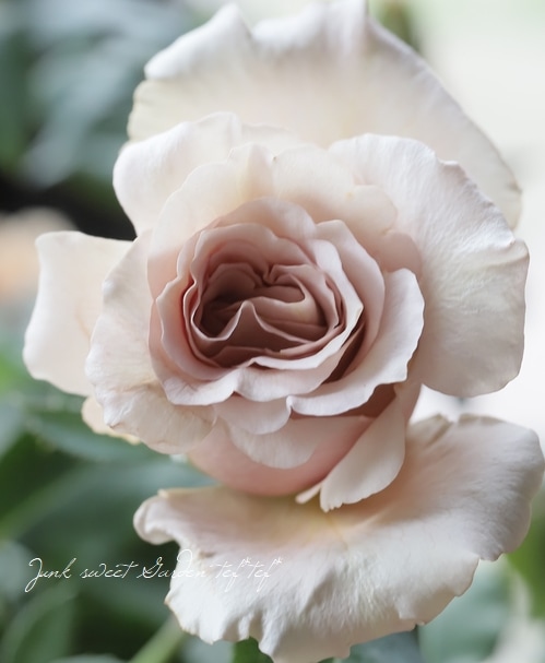 「Judy」 バラ苗　つるバラ　レア HanXia♡ Rose Judy様専用」 バラ苗 つるバラ レア HanXia♡ Rose