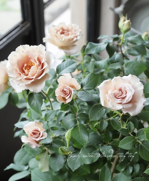 ����ƥ��������å��Х� CL �ؤĤ른��ꥢ��