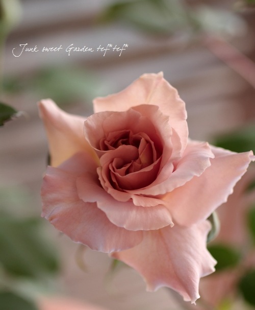 ����ƥ��������å��Х� CL �ؤĤ른��ꥢ��