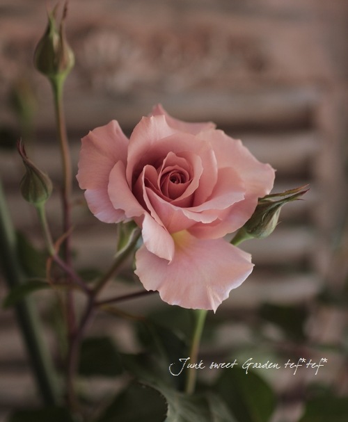 ����ƥ��������å��Х� CL �ؤĤ른��ꥢ��