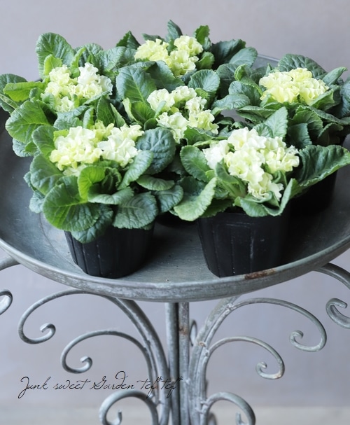 八重咲きプリムラ 『クリアグリーン』 | すべての商品 | | Junk sweet