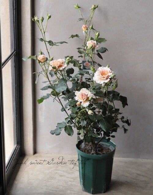 ����ƥ��������å��Х� CL �ؤĤ른��ꥢ��