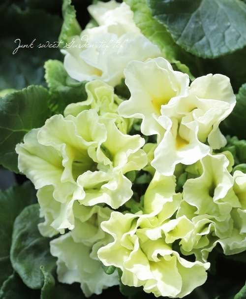 八重咲きプリムラ 『クリアグリーン』 | すべての商品 | | Junk sweet