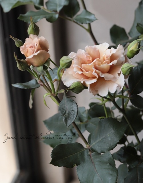 ����ƥ��������å��Х� CL �ؤĤ른��ꥢ��