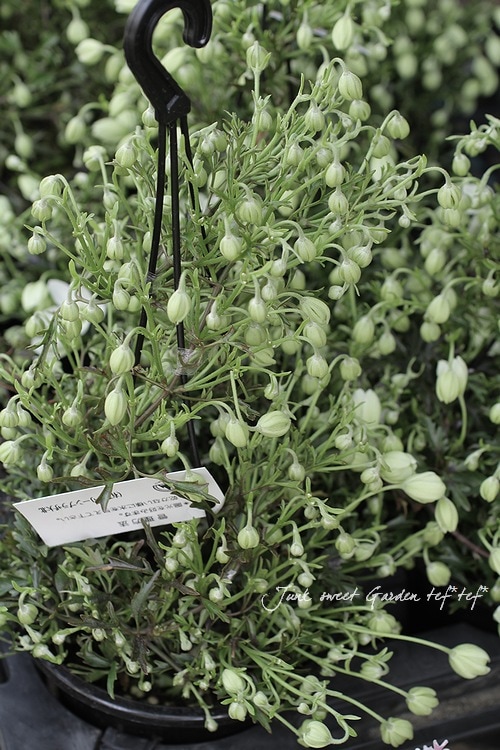 マユ様用 常緑クレマチス 『カートマニージョー』 吊り鉢 | すべての商品